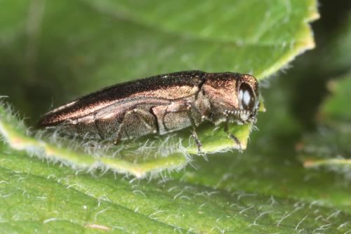 Réf. 233 593 : Agrilus ribesi